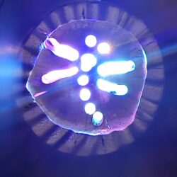 Dragonfly on Buddha Belly Bamboo