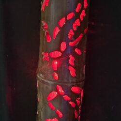 Red Dragon