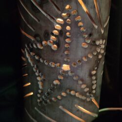 Starfish